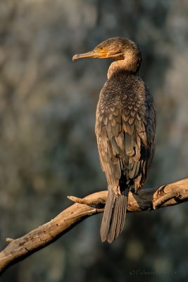 cormorant.