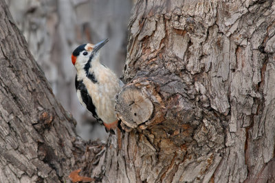 Syrian Woodpecker.