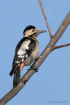 Syrian Woodpecker.