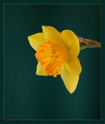 Yellow Daffodil.