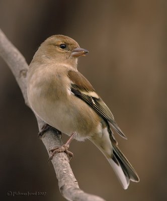 Chaffinch.