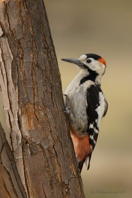 Syrian Woodpecker.