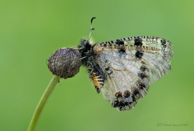 Archon apollinus bellargus.