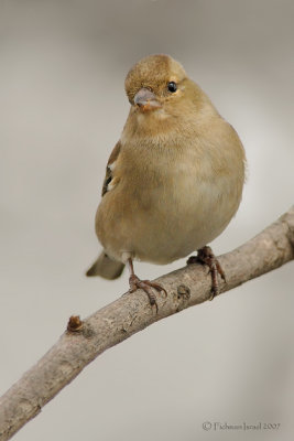 Chaffinch.