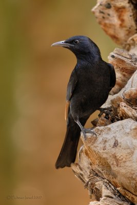 Tristram's Grackle.(Male)