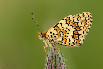 Melitaea trivia syriaca.