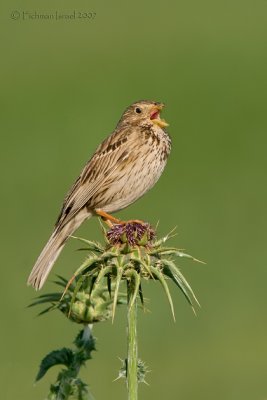 Corn Bunting.