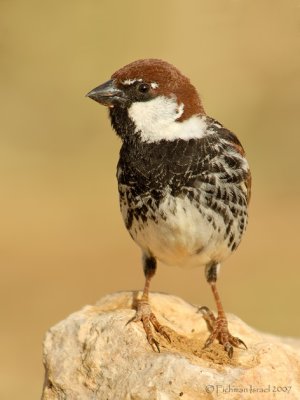 Spanish Sparrow.