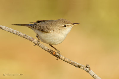 Olivaceous Warbler.