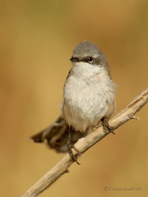 Lesser Whitethroat.