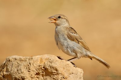 House sparrow.