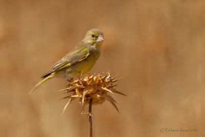 European Greenfinch