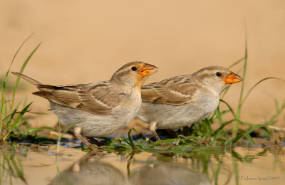 House sparrow.