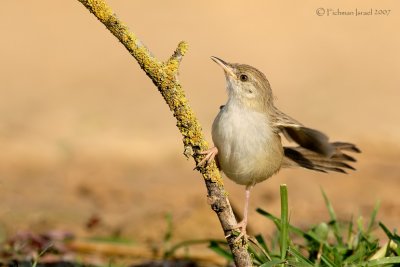 Graceful Prinia.