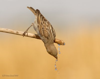 House sparrow.