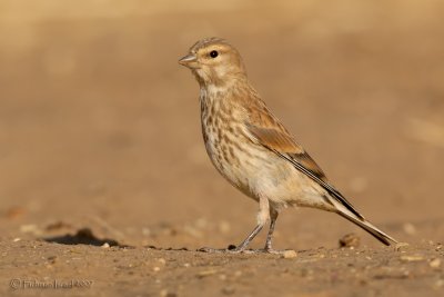 Common Linnet (female)