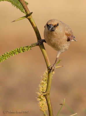 Desert Finch.