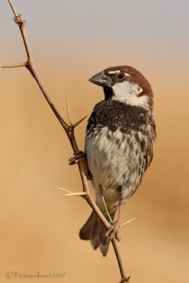 Spanish Sparrow.