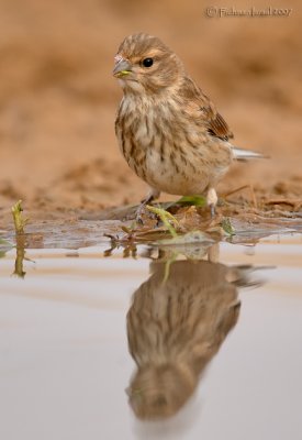 Common Linnet (female)