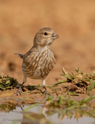 Common Linnet (female)