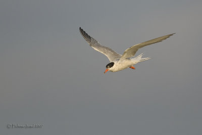 Common Tern.