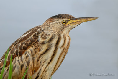 Little Bittern.