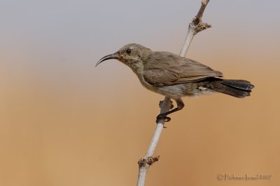 Palestine sunbird. (female)