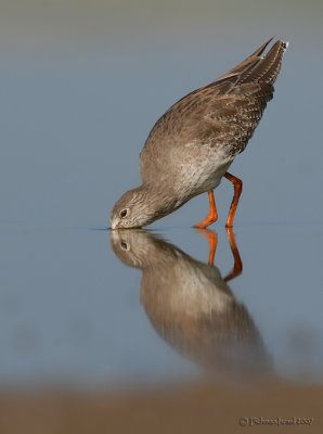 Redshank.