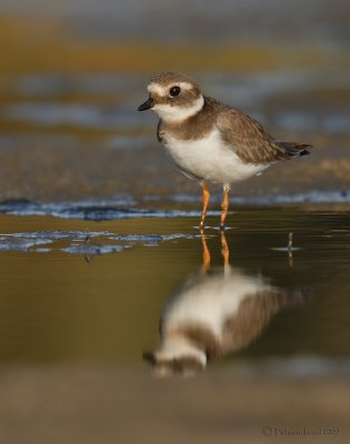 Common Ringed Plover.