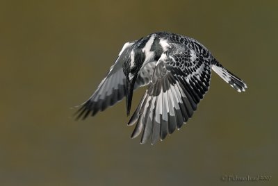 Pied kingfisher.