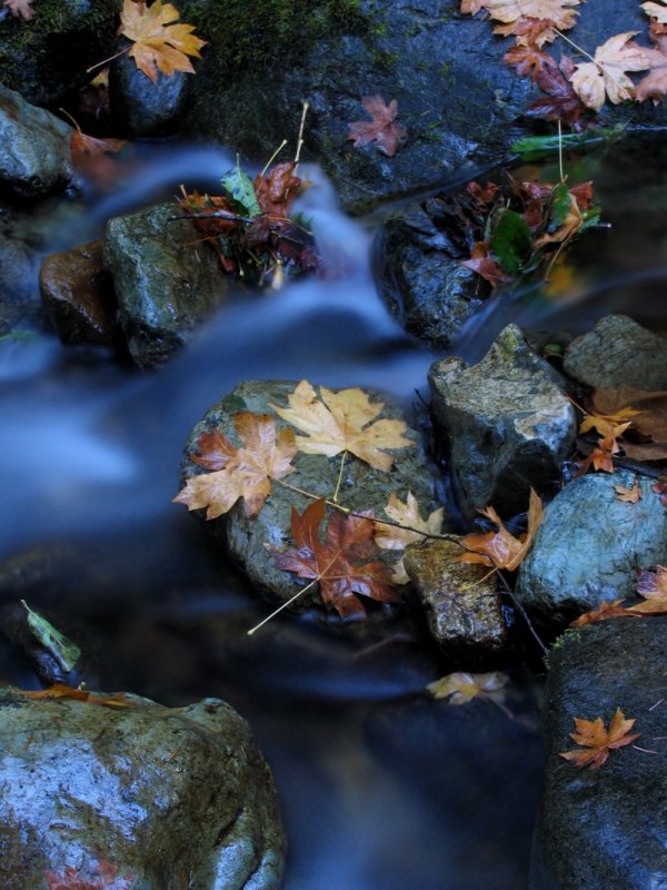 Leaves, water, rocks, and no time left