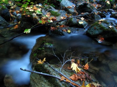 Little Grider creek leaves and water