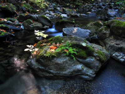 Little Grider creek rock, water, and leaves