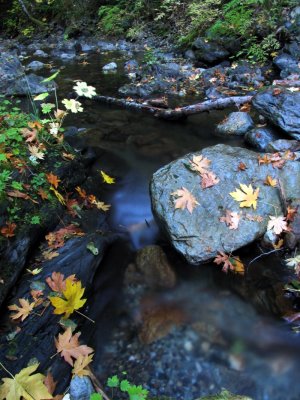 Rocks, water, leaves, time