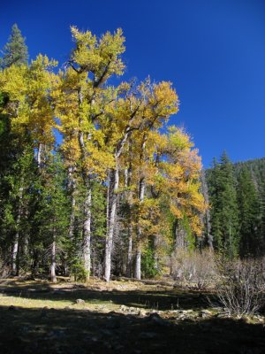 Cottonwoods in Shackleford Canyon