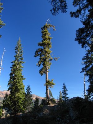 Western White Pine on Cliff Lake trail