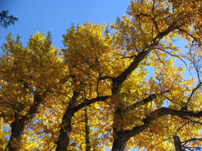 Cottonwoods fall colors in Shackleford Canyon
