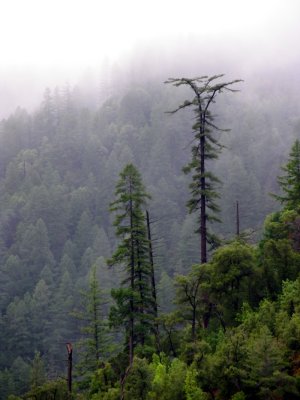 King Creek Sugar Pine - gone in 2008