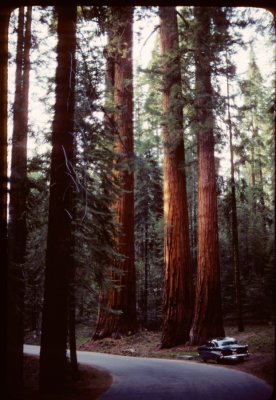 Sequoia drive