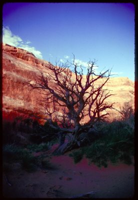 Dead tree in Arches NP