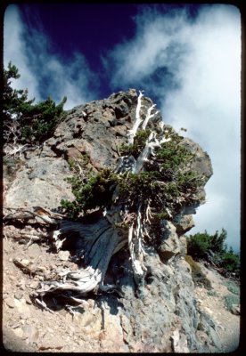 Lassen Peak White Bark Pine