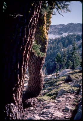 Old growth Red firs near Grizzly Lake