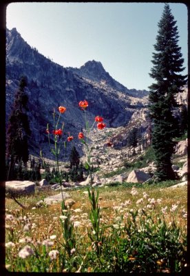 Tiger lilies in Trinity Alps
