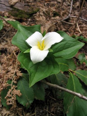 Trillium (Trillium ovatum)