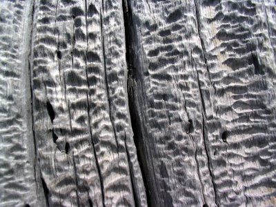 Ancient weathered wood on foxtail pine snag