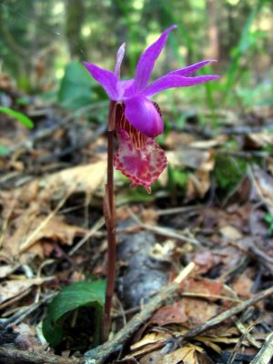 Calypso Orchid--Fairy Slipper  (Calypso bulbosa)