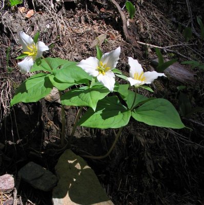 Trillium (Trillium ovatum)