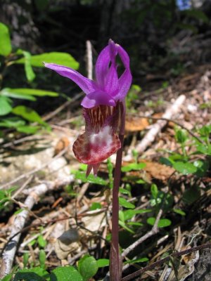 Calypso Orchid -- Fairy Slipper (Calypso bulbosa)