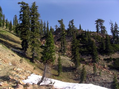 Foxtail pines along PCT