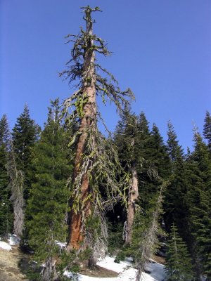 Ancient giant foxtail pine- Magnificent even in death!